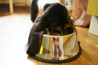 Jaljekutt Theodor-Tahoe