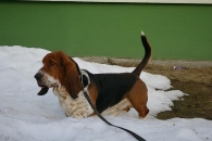 Jaljekutt Theodor-Tahoe