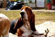 Jaljekutt Theodor-Tahoe