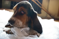 Jaljekütt Theodor-Tahoe