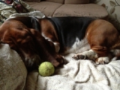 Jaljekutt Theodor-Tahoe