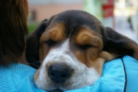 Jaljekutt Theodor-Tahoe