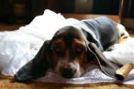 Jaljekutt Theodor-Tahoe