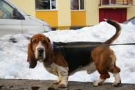 Jaljekutt Theodor-Tahoe