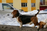 Jaljekutt Theodor-Tahoe