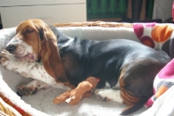 Jaljekutt Theodor-Tahoe