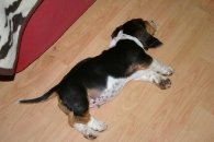 Jaljekutt Theodor-Tahoe