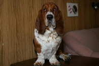 Jaljekutt Theodor-Tahoe