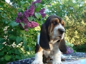 Jaljekutt Theodor-Tahoe