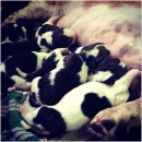 30 03 2013 Puppies