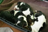30 03 2013 Puppies