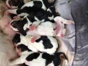 30 03 2013 Puppies