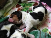 30 03 2013 Puppies