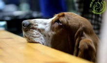 Popibass Penny Pently