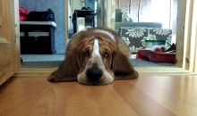 Popibass Pretty Peach