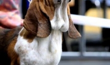 Popibass Pruutus Picasso