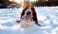 Popibass Paco Piccolo