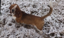 Popibass Pruutus Picasso