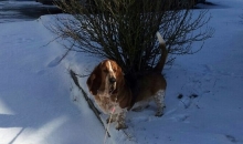 Popibass Pretty Peach