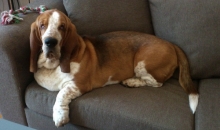 Popibass Pruutus Picasso