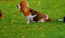 Popibass Paola Penelope