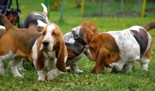 Pruutus, Puhh, Porthos