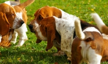 Penny, Porthos, Paco