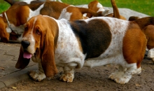 Popibass Porthos Philipp