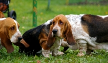 Penny, Puhh, Porthos