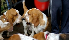 Pruutus, Evangelista