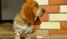 Popibass Pretty Peach