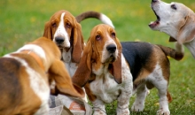 Pruutus, Penny, Puhh, Lotte