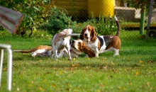 Lotte, Pruutus, Penny