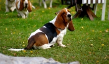 Popibass Paco Piccolo